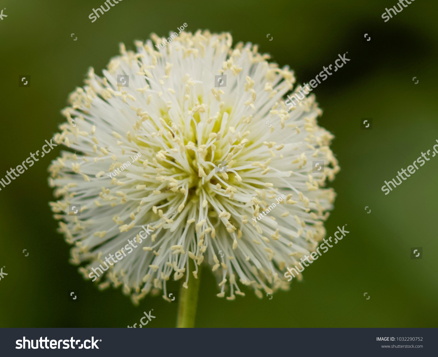 Close White Pollens Flower White Leadtree Stock Photo Edit Now