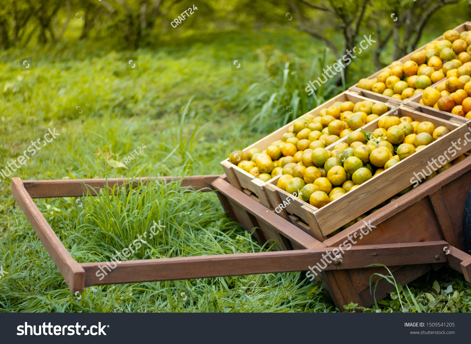 Download 930+ Background Information Of Orange Farm Paling Keren