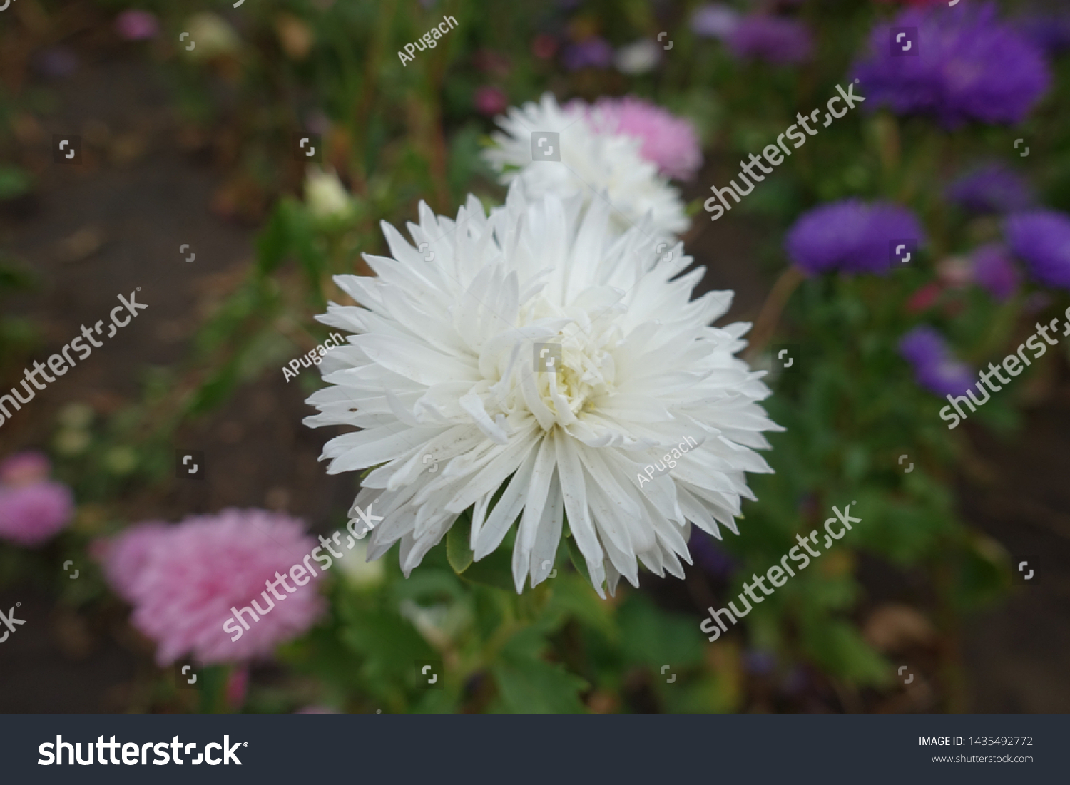 flower on head china