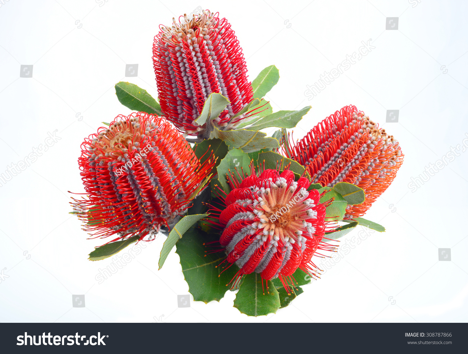 118 Waratah flower isolated Images, Stock Photos & Vectors | Shutterstock