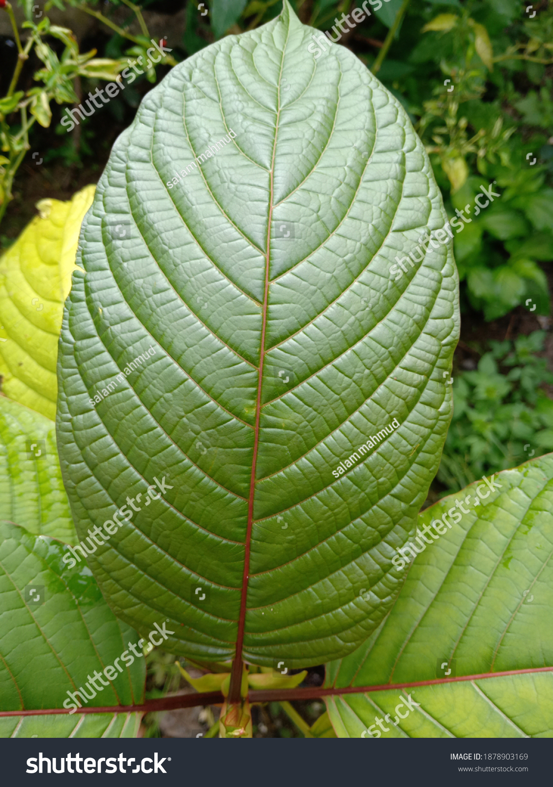 Closed Leaves Mitragyna Speciosa Commonly Known Stock Photo 1878903169 ...