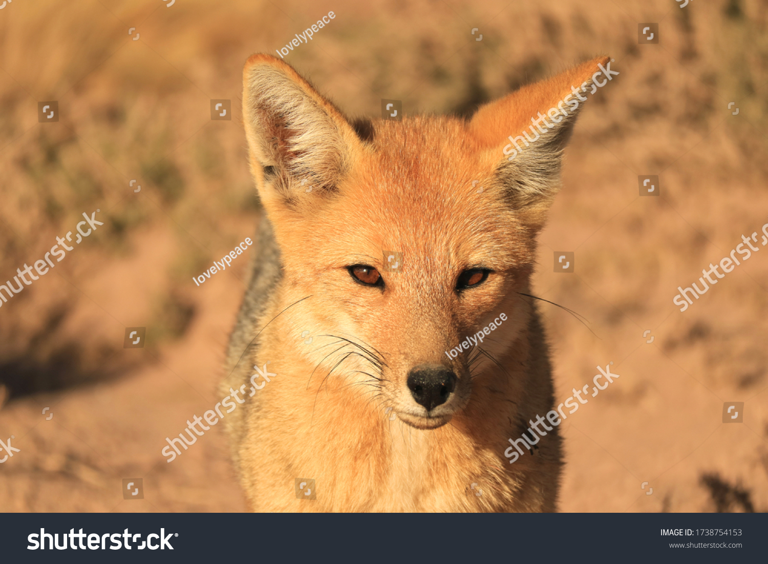 Closeup Cute Andean Fox Zorro Culpeo Stock Photo 1738754153 | Shutterstock