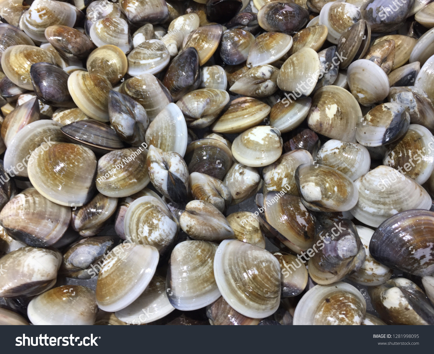 clam colors