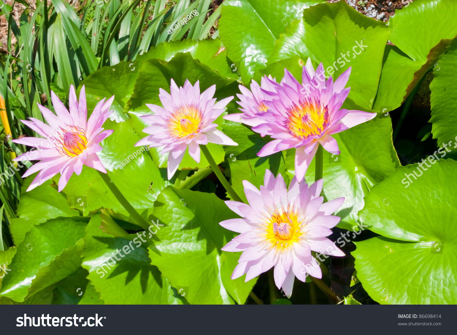 Closeup Beautiful Lotus Flower Stock Photo 86698414 : Shutterstock