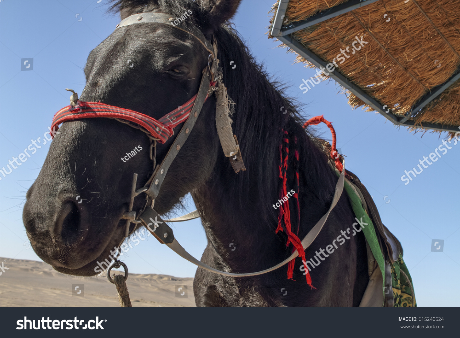 Black Desert Horse Chart
