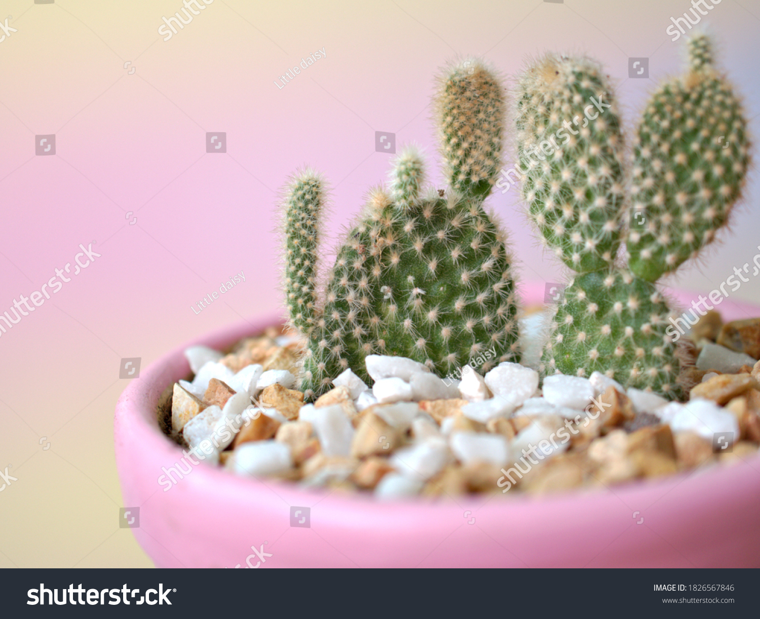 3,305 Bunny cactus Images, Stock Photos & Vectors | Shutterstock