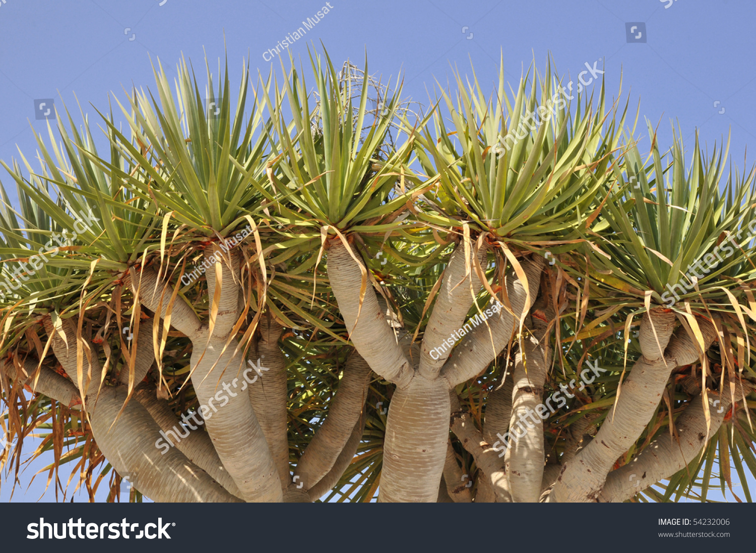 Closeup Canary Islands Dragon Tree (Dracaena Draco) At Tenerife. This ...