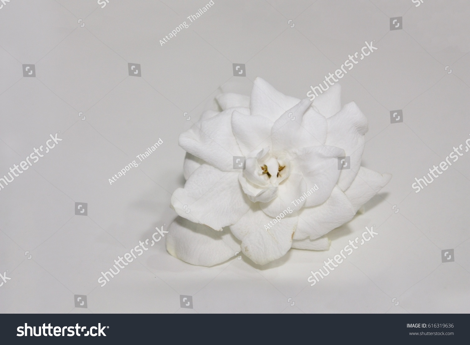 Closeup Cape Jasmine White Flowers Name Stock Photo Edit Now