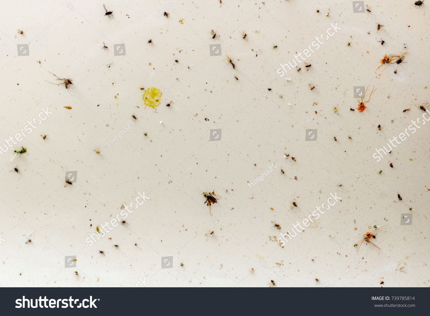 533 Smashed bugs Images, Stock Photos & Vectors | Shutterstock