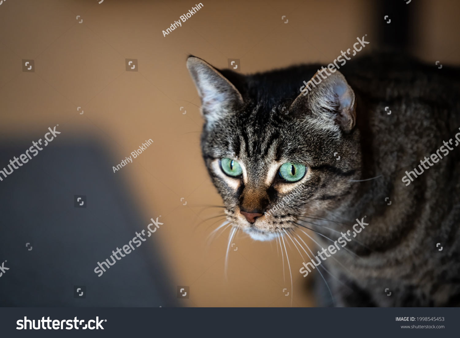 Closeup Face Portrait Young Tabby Cat Stock Photo 1998545453 | Shutterstock