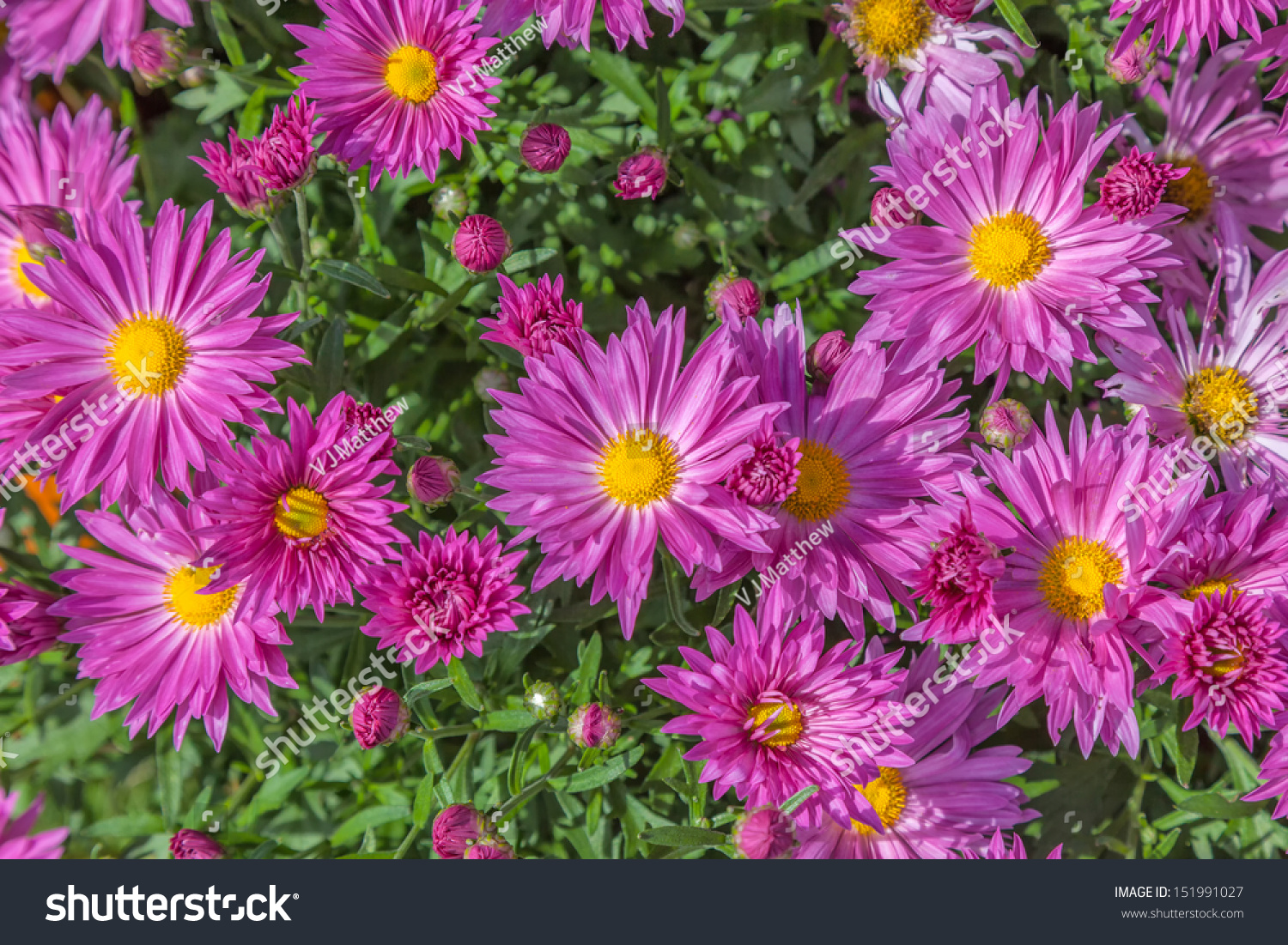 Closeup Fall Perennial Garden Asters Or Chrysanthemum. Stock Photo ...