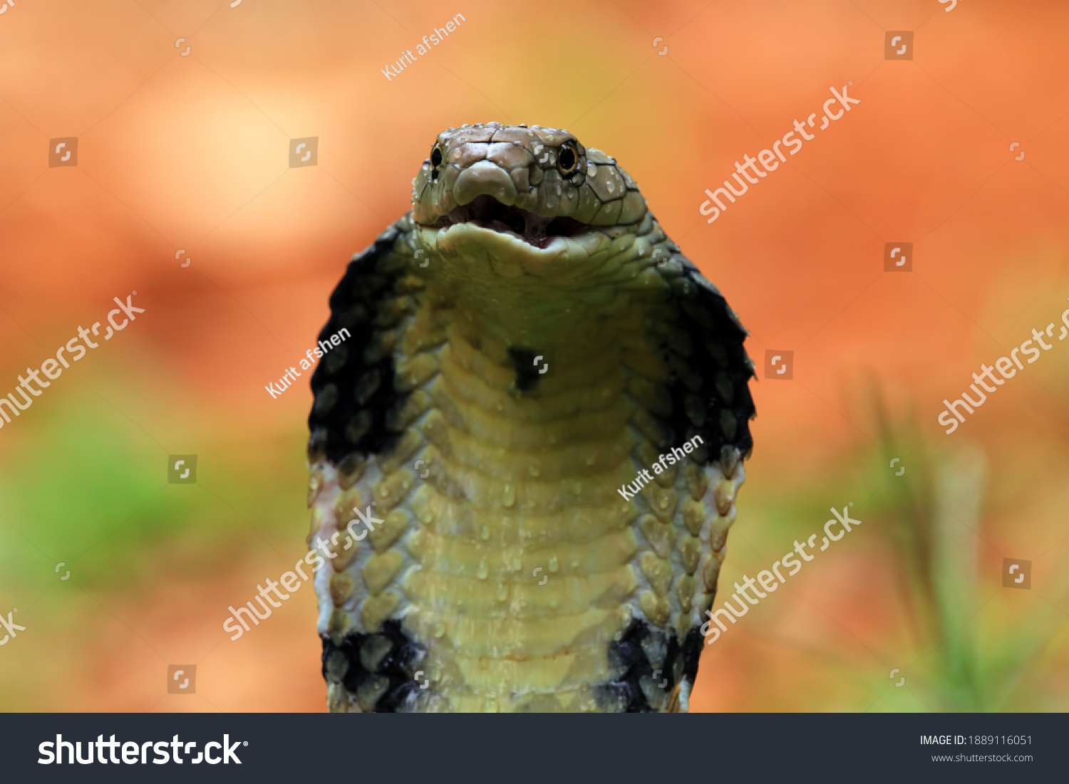 Closeup Head King Cobra Snake Reptile Stock Photo (Edit Now) 1889116051