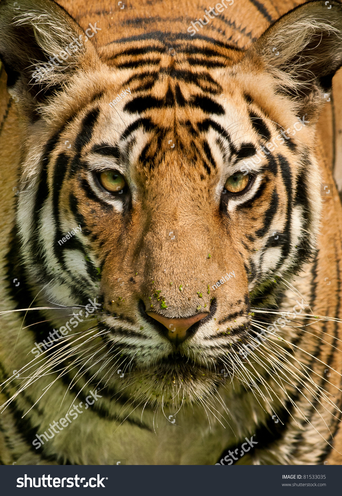 Closeup Head Shot Royal Bengal Tiger Stock Photo 81533035 - Shutterstock