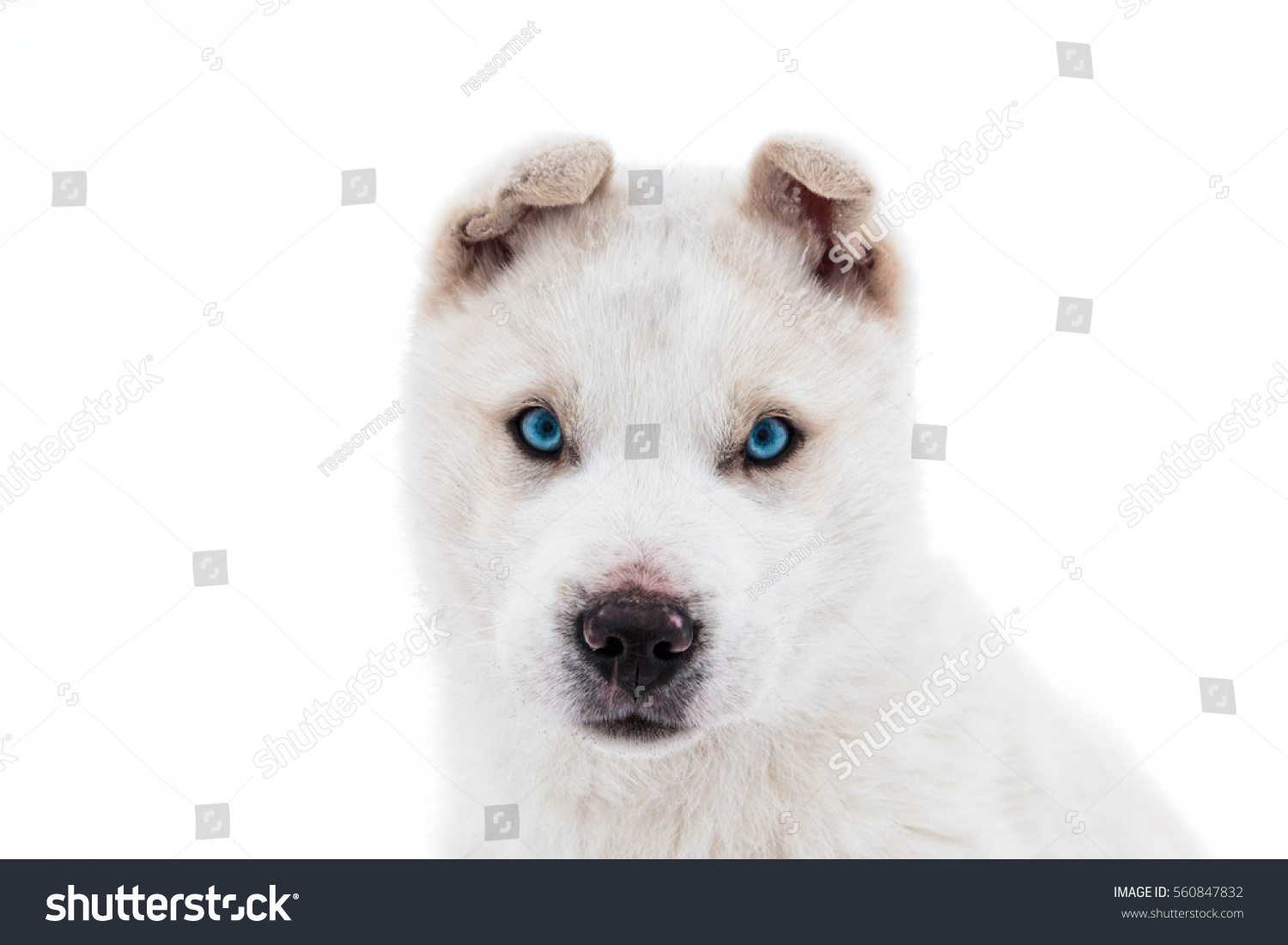Droll Siberian Husky Mix Puppies