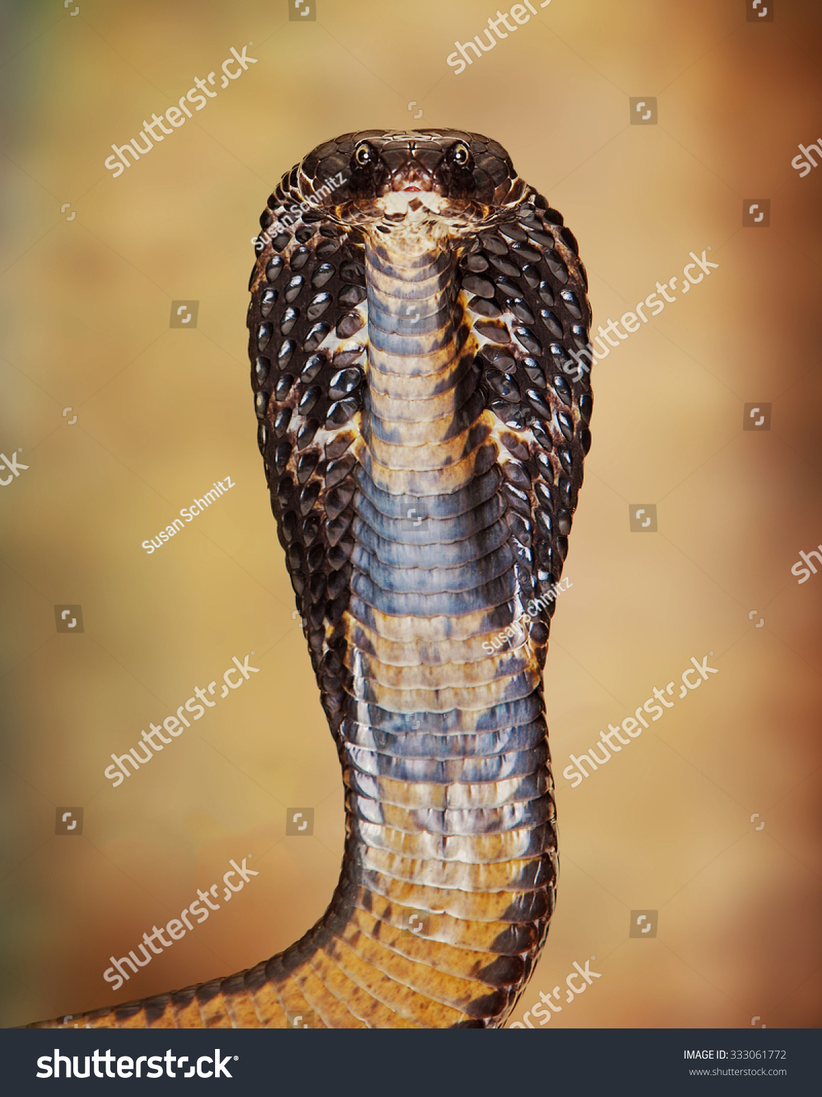 Closeup Image Of A Black Pakistan Cobra Snake Commonly In Pakistan ...