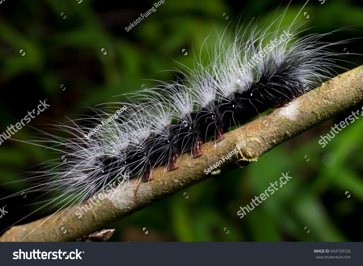 Closeup Image Puffy Caterpillar White Hair Stock Photo Edit Now 654739726