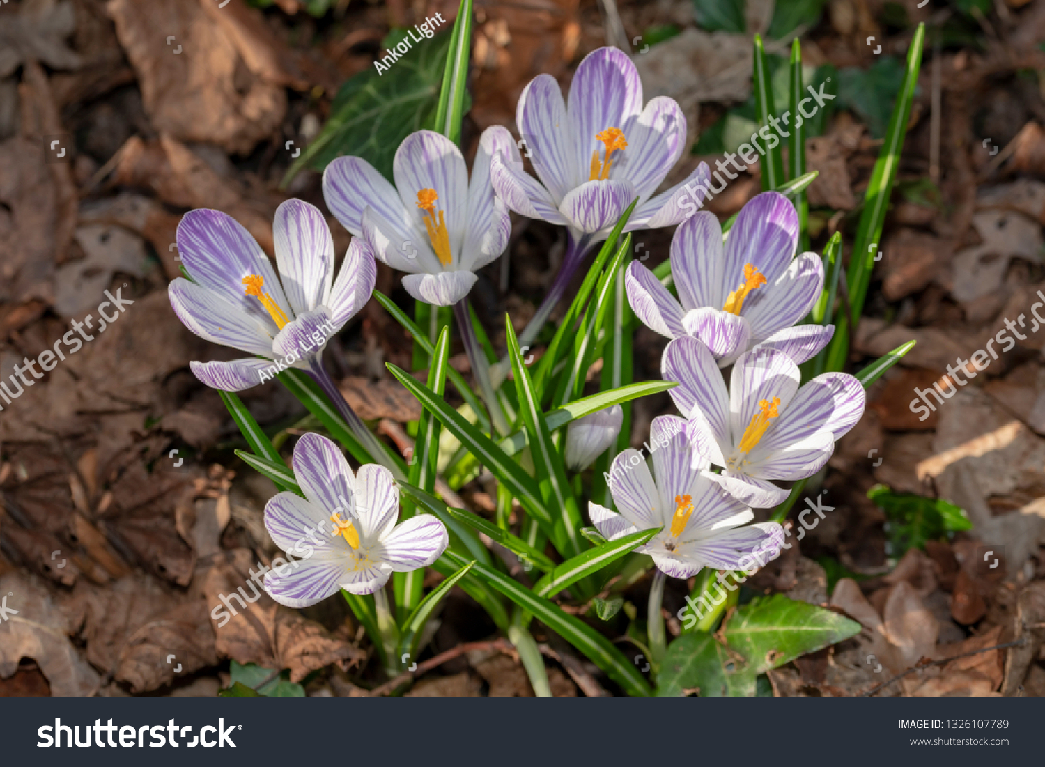 Closeup Bouauet White Purple Crocus Flower Stock Photo Edit Now 1326107789