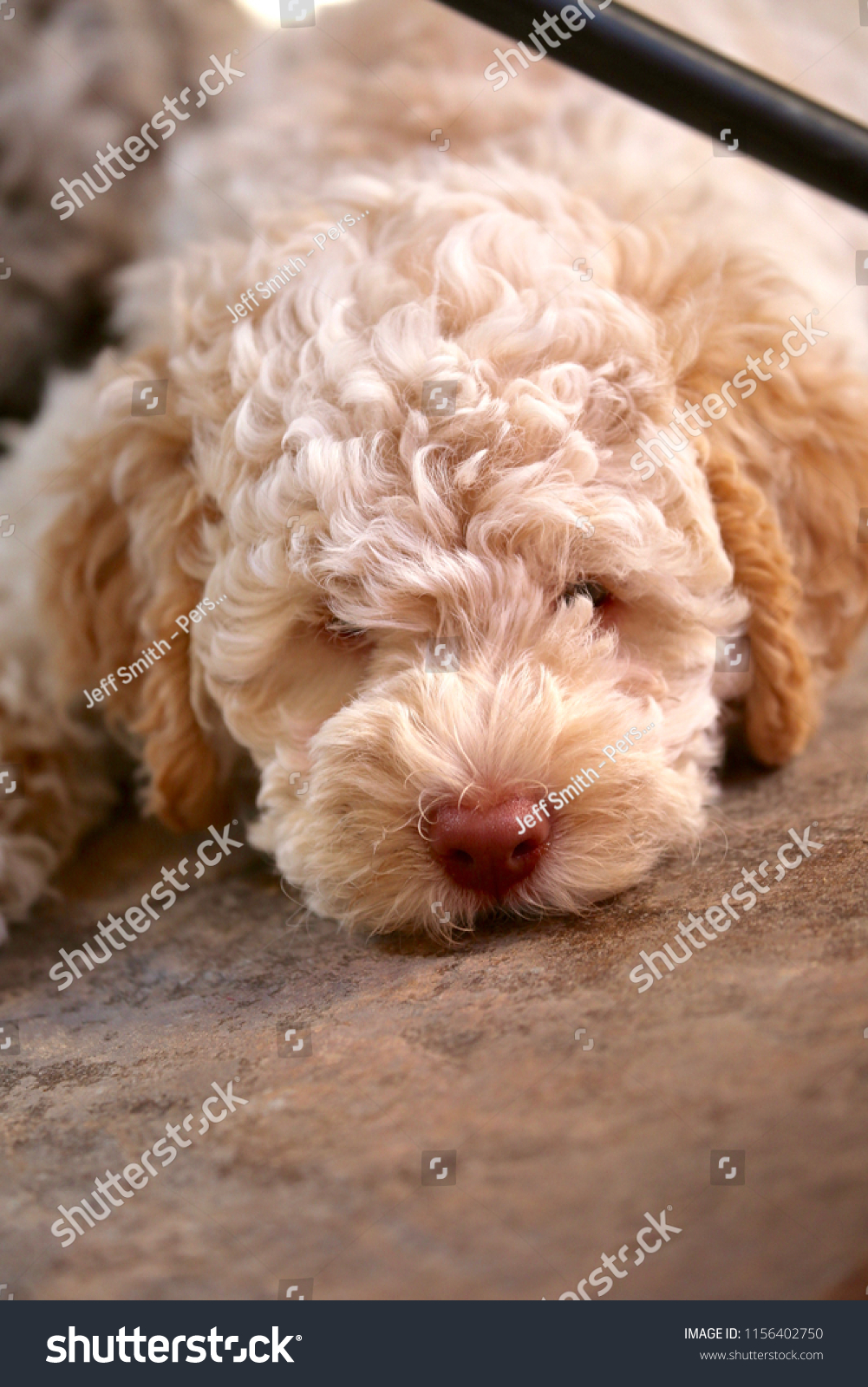Closeup Cute Lagotto Romagnolo Puppy Stock Photo Edit Now 1156402750