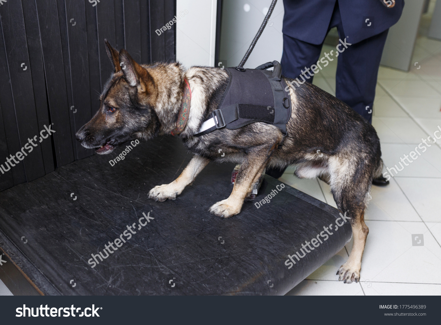 Closeup Dog Drug Detection Check Baggage Stock Photo 1775496389
