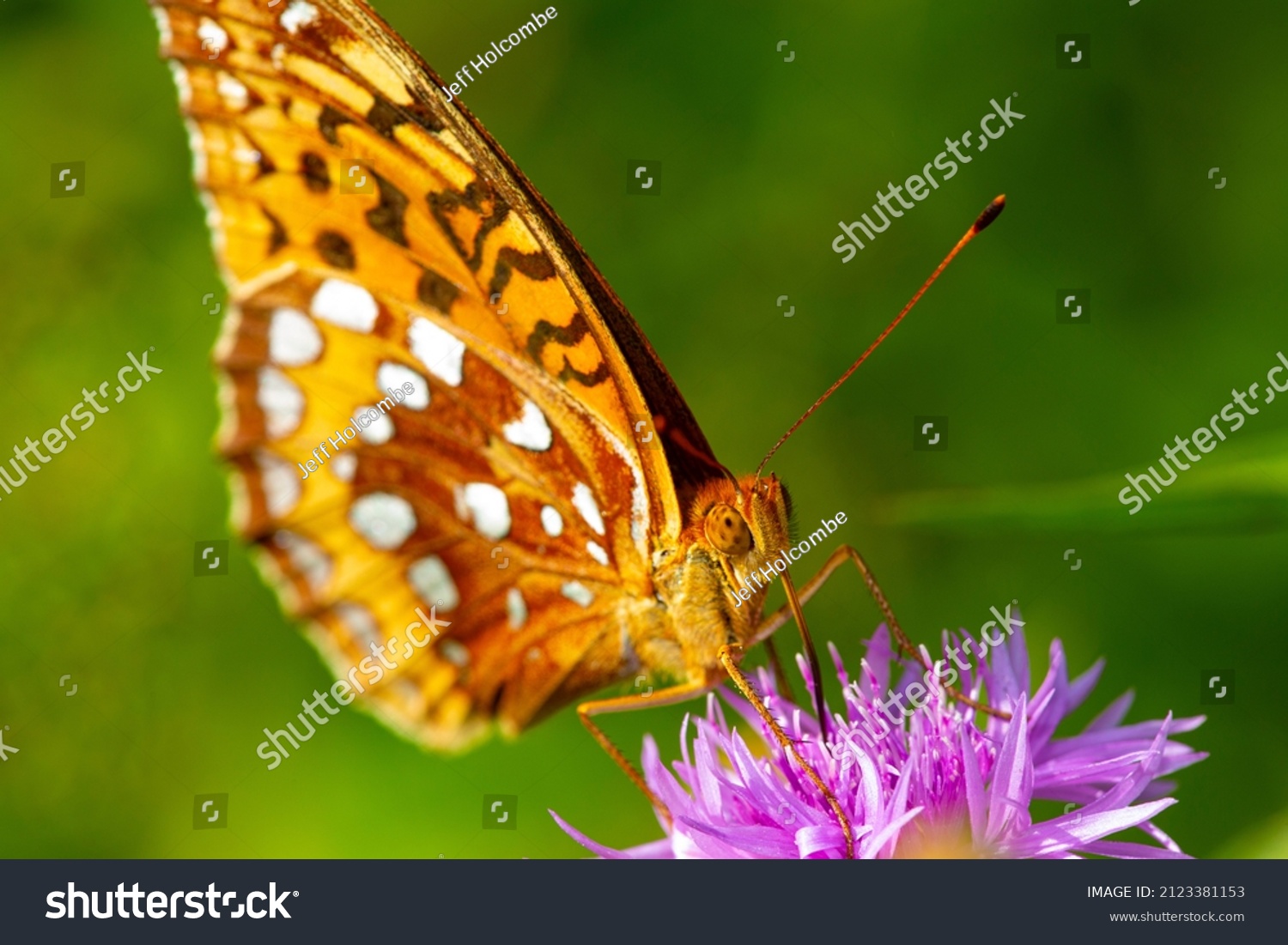 Closeup Great Spangled Fritillary Butterfly Speyeria Stock Photo ...