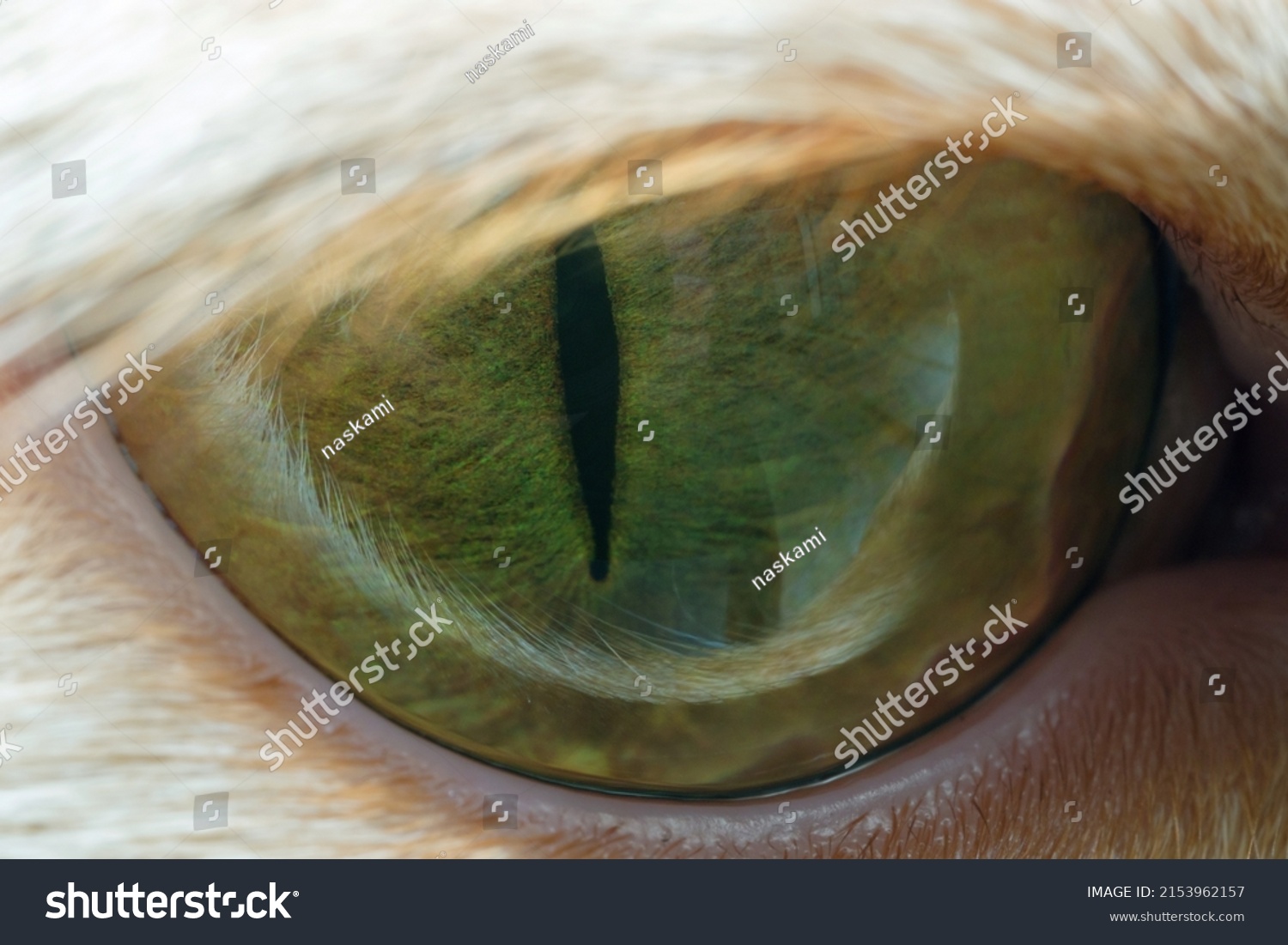 Closeup Green Eye Cat Front View Stock Photo 2153962157 | Shutterstock