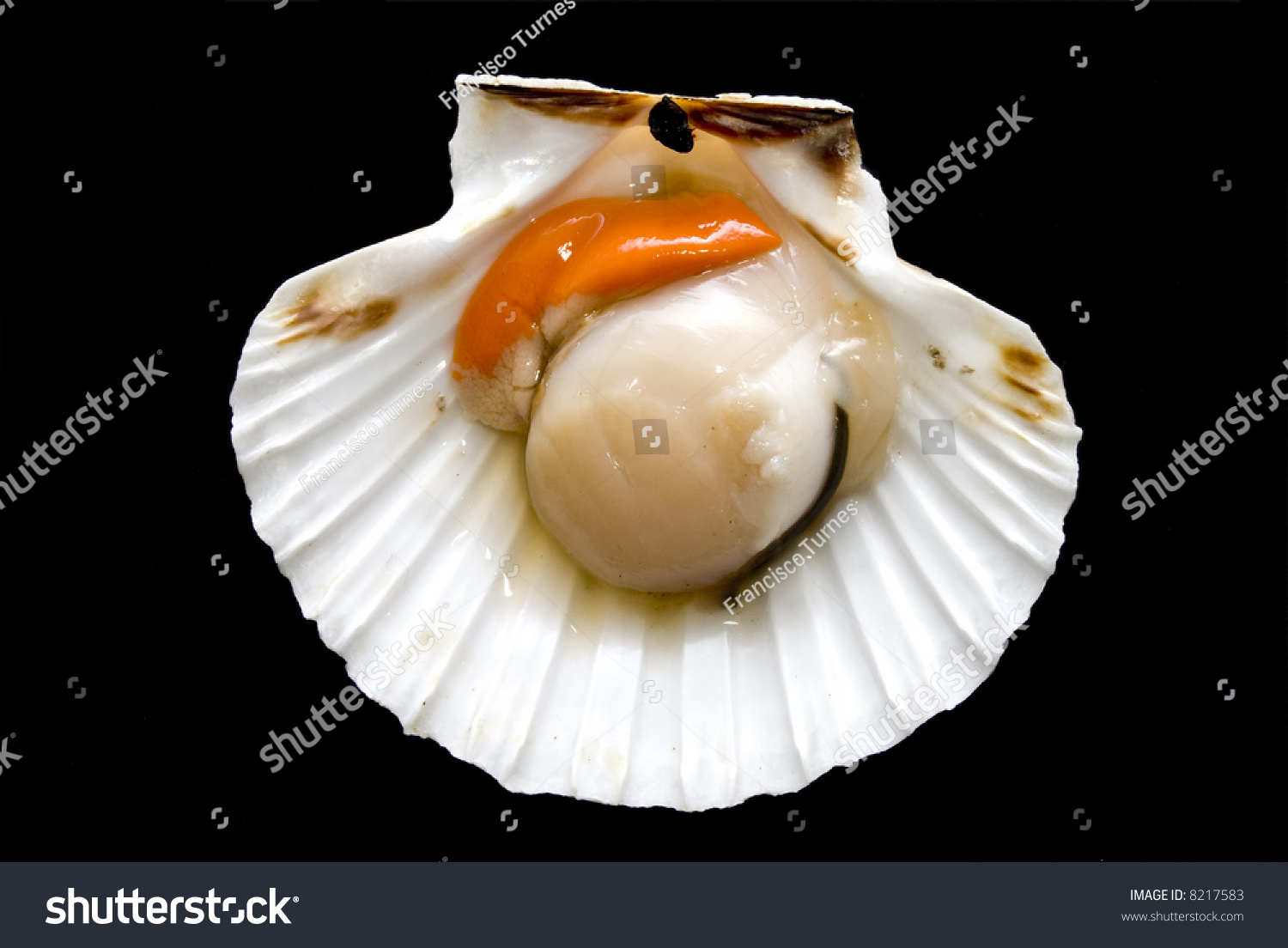 Closeup Inside Seashell Sea Shell Scallop Stock Photo 8217583 ...
