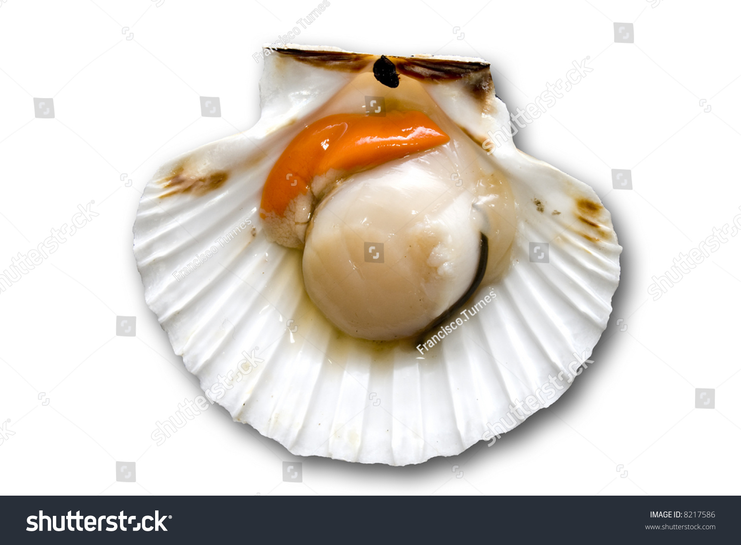 Closeup Inside Seashell Sea Shell Scallop Stock Photo 8217586 ...