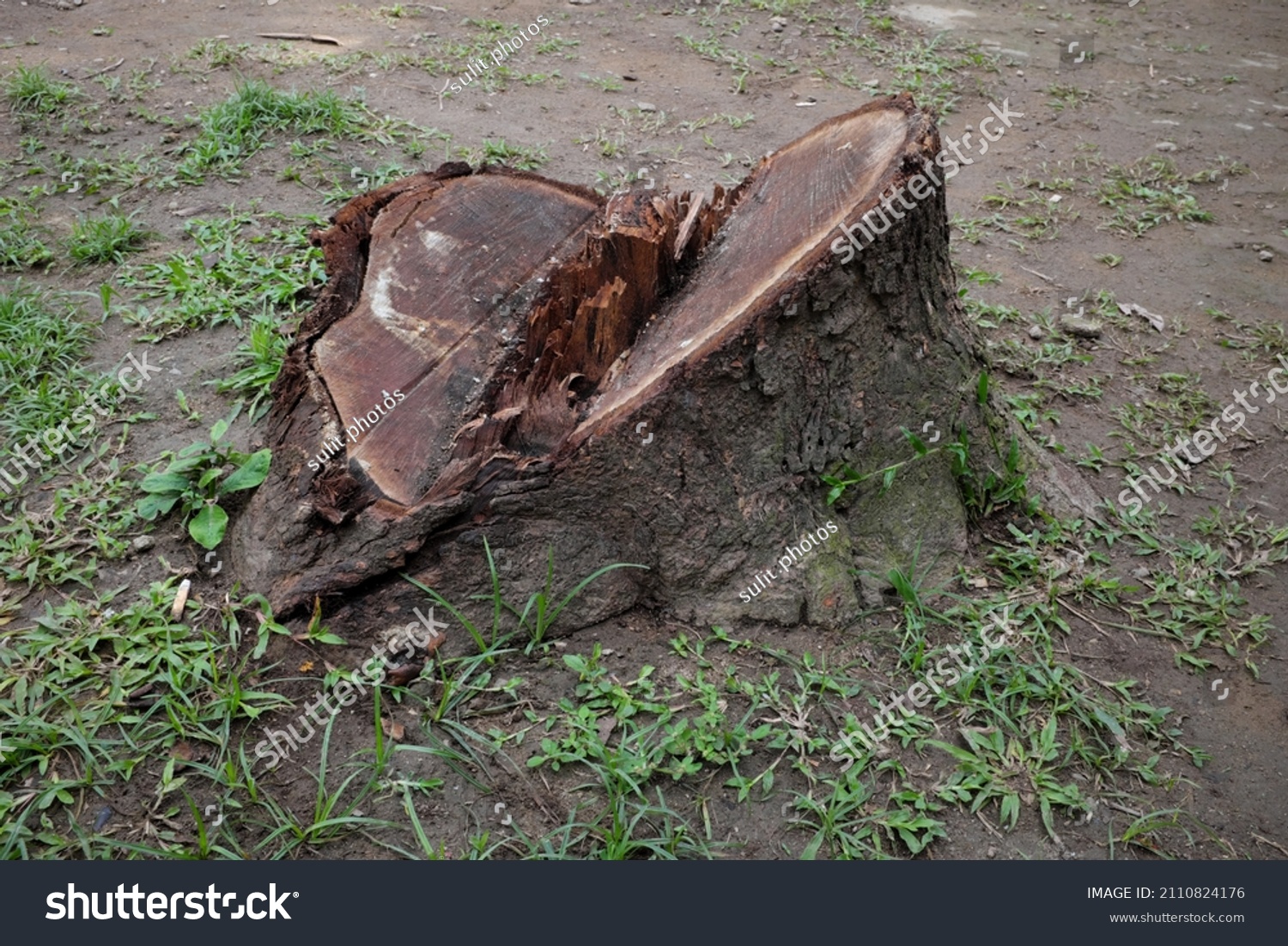 Closeup Mango Tree Stump Stock Photo (Edit Now) 2110824176