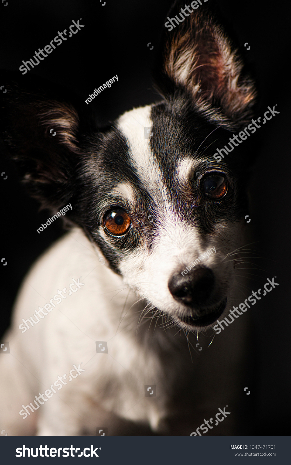 Closeup Miniature Fox Terrier Black Background Stock Photo Edit Now 1347471701