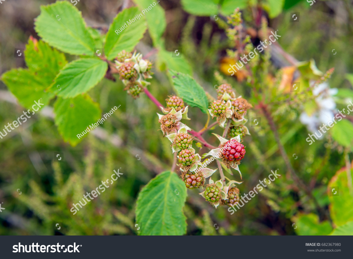 11 Rubus Fruticosus L 图片 库存照片和矢量图 Shutterstock