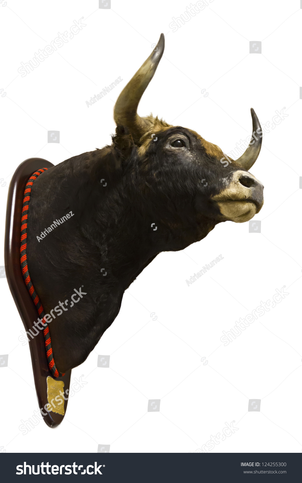 stuffed bull head