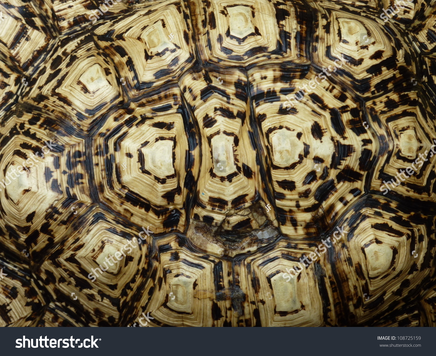 Closeup Turtle Shell Stock Photo (Edit Now) 108725159 - Shutterstock