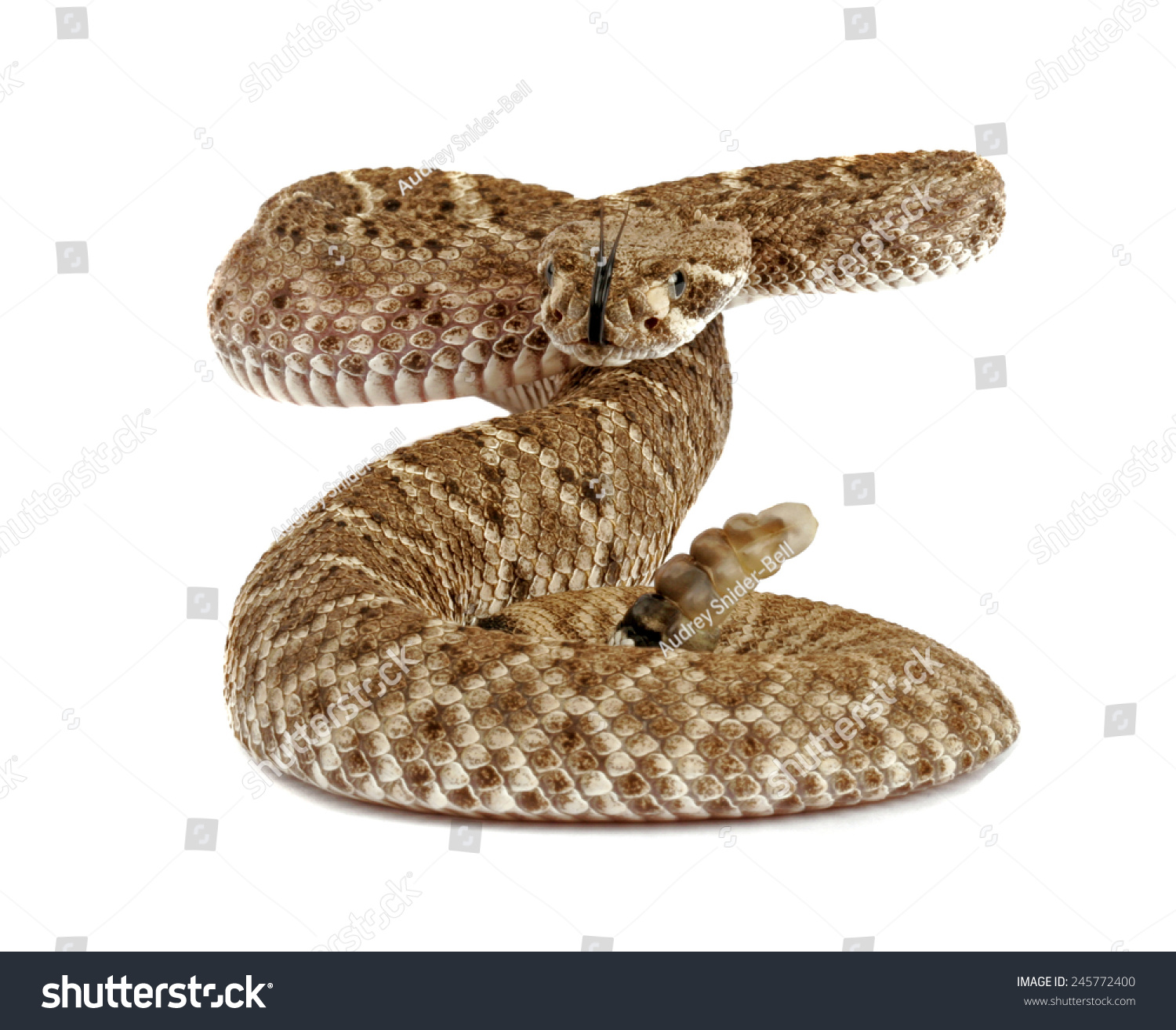 Closeup Of A Western Diamondback Rattlesnake (Crotalus Atrox) On White ...