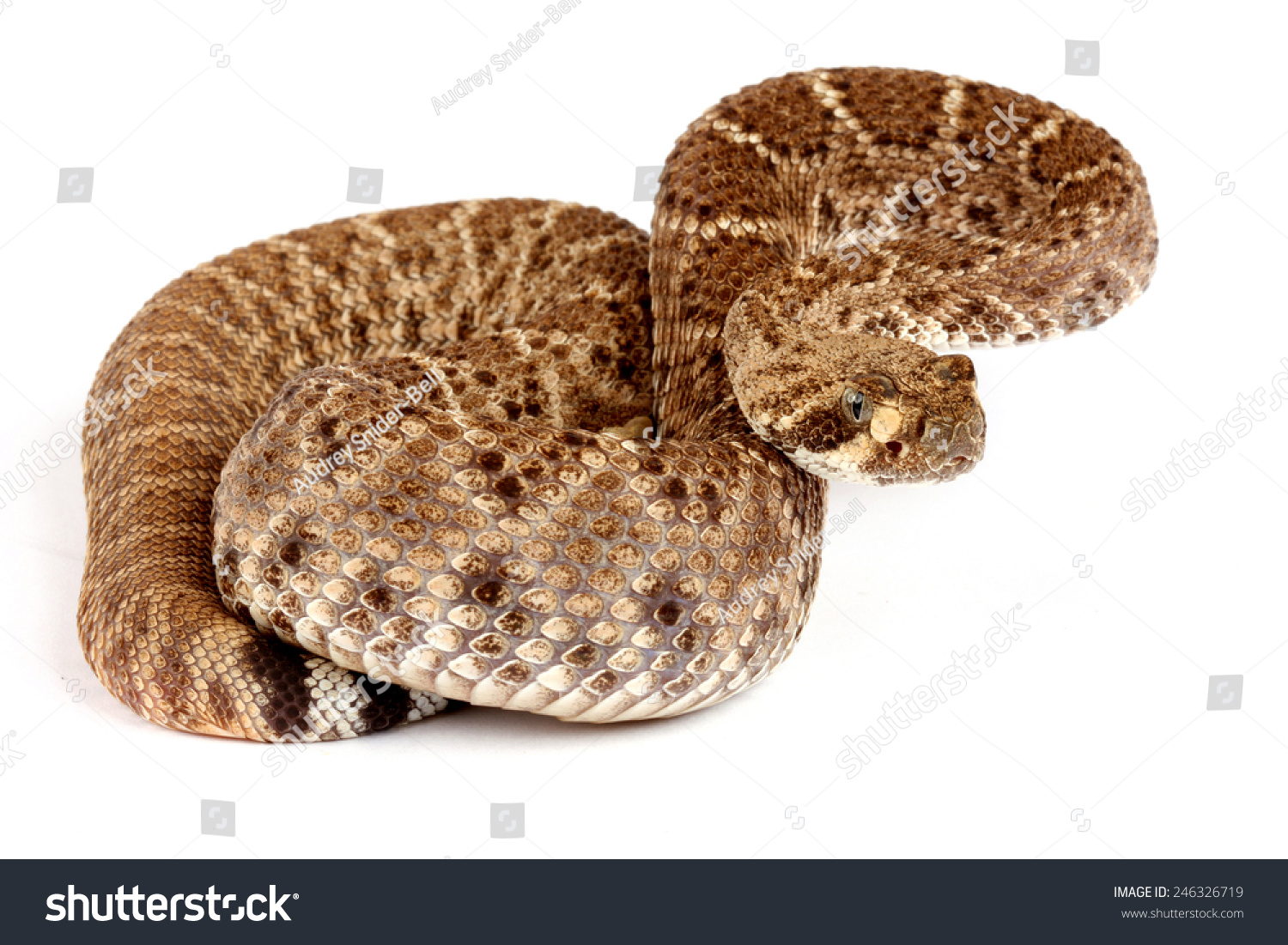 Closeup Western Diamondback Rattlesnake Crotalus Atrox Stock Photo ...