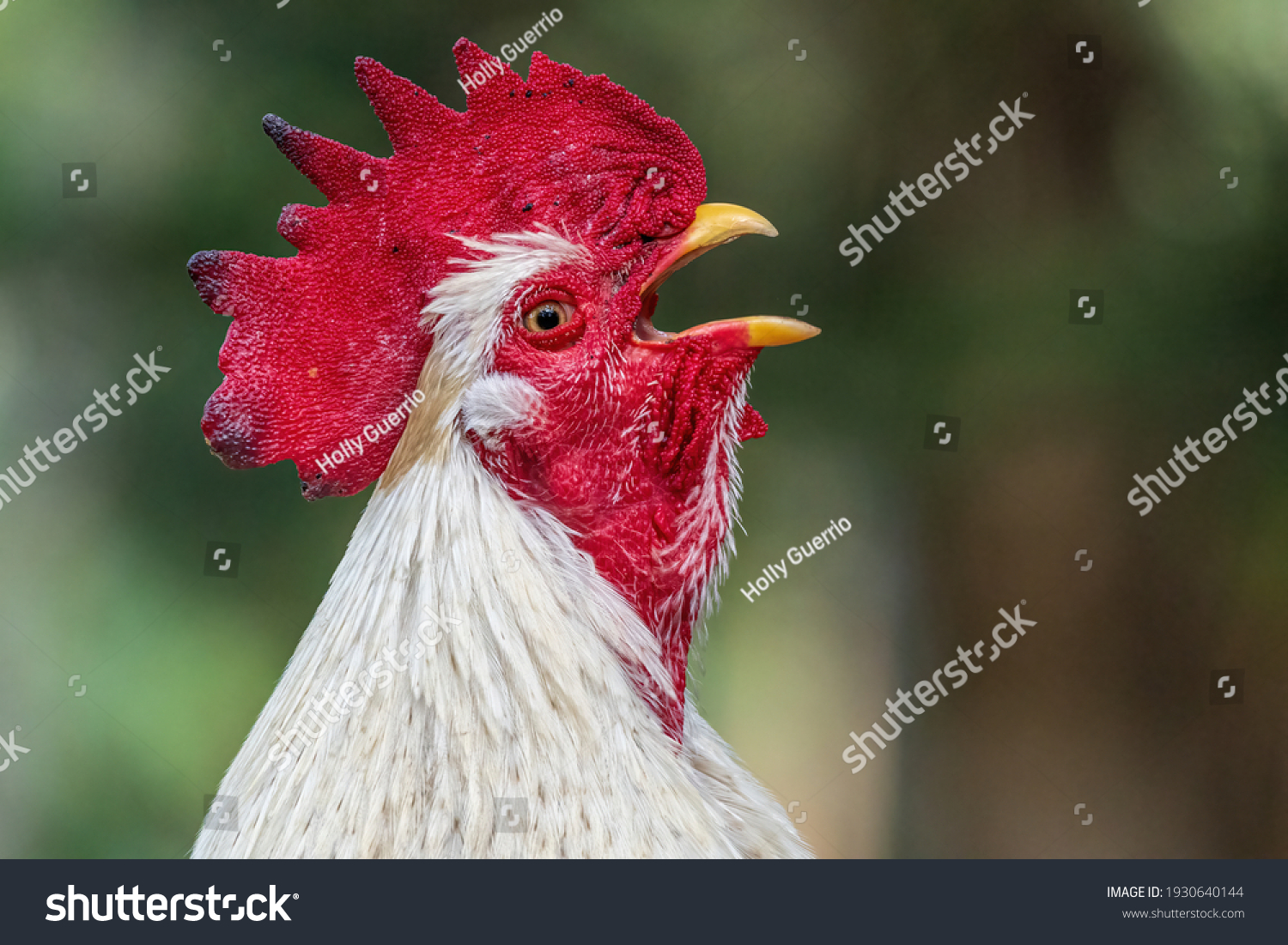 Closeup White Rooster Crowing Gallus Gallus Stock Photo Edit Now