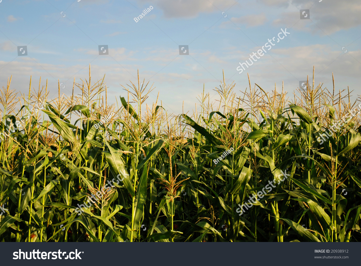 Closeup Of A Young Corn Plant Stock Photo 20938912 : Shutterstock