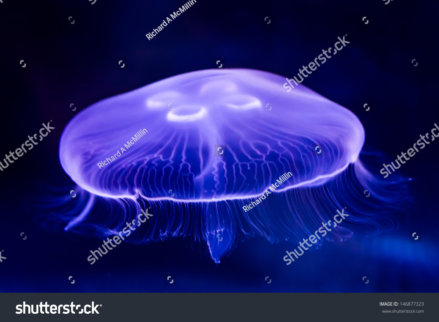 Closeup Of Beautiful Moon Jellyfish (Aurelia Aurita) Suspended In Water ...