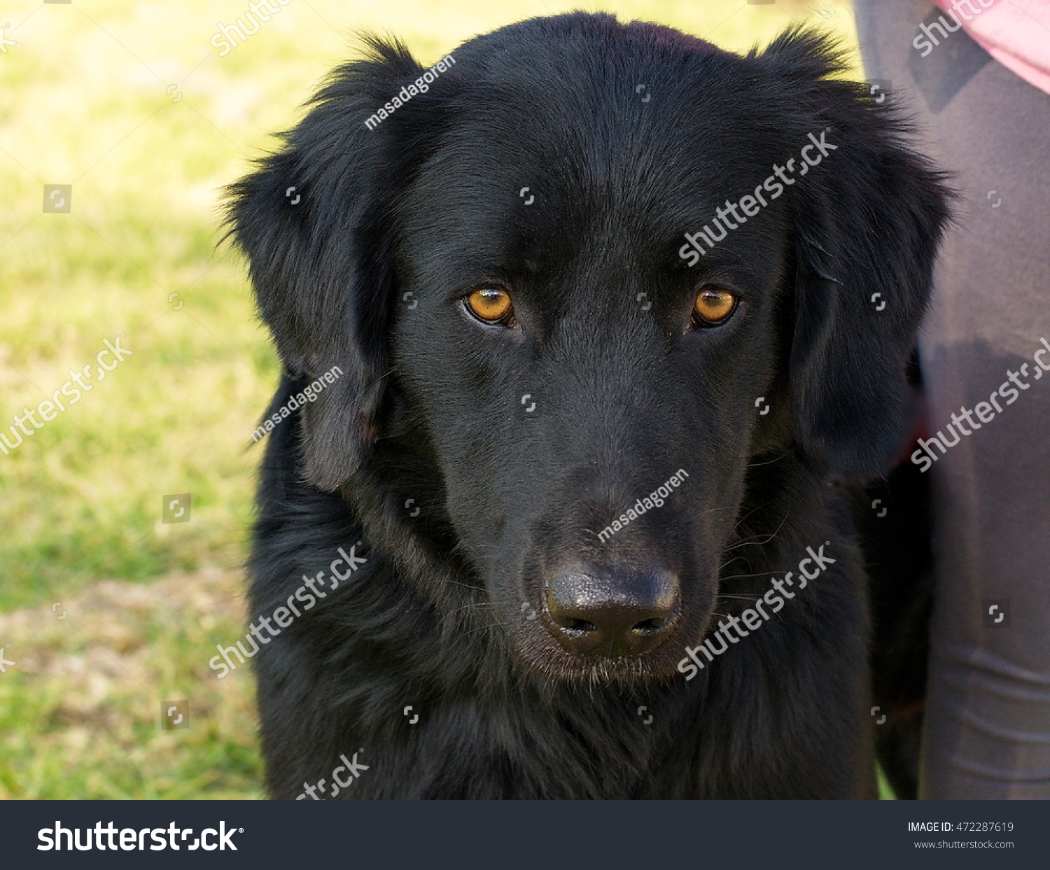 big black fluffy dog