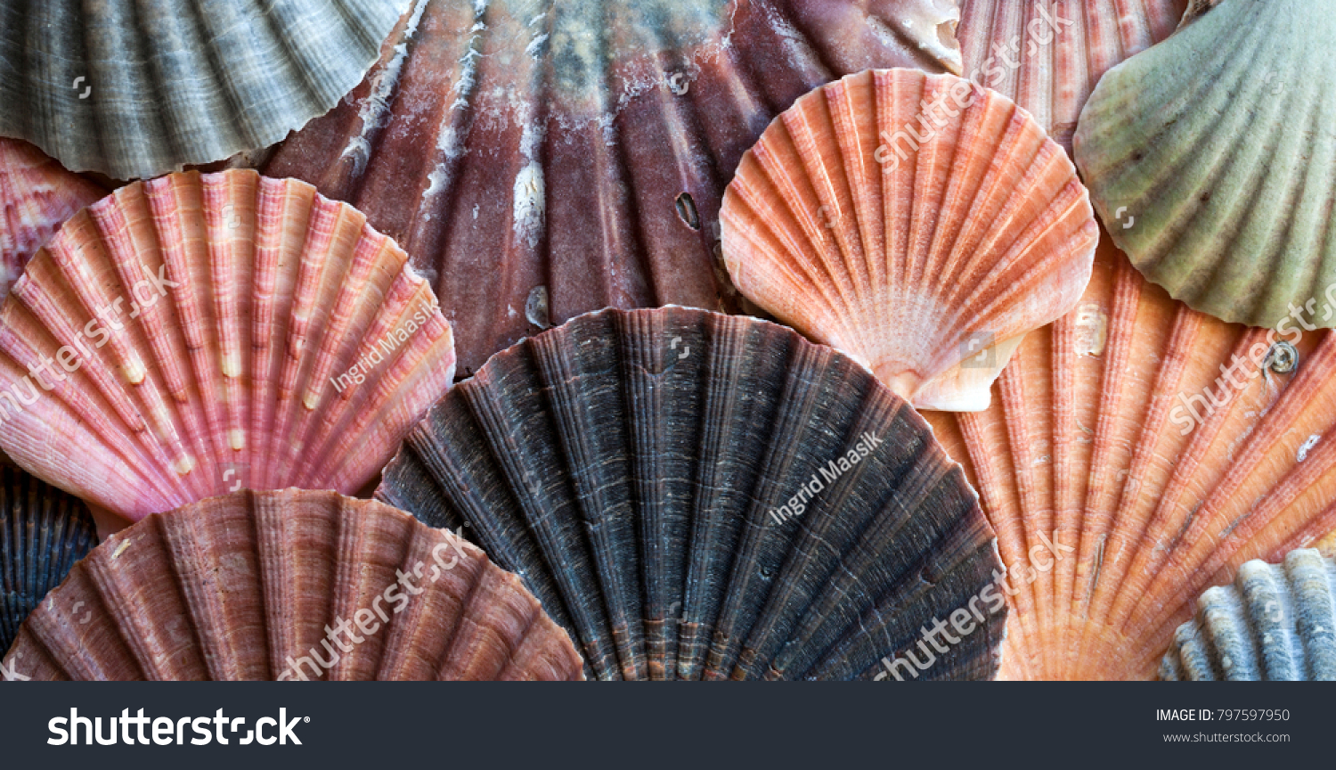 clam colors