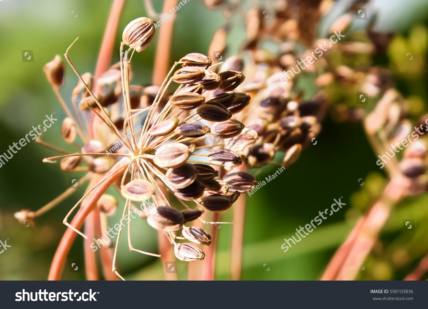 Closeup Dill Seeds Ready Harvest Stock Photo Edit Now 590103836