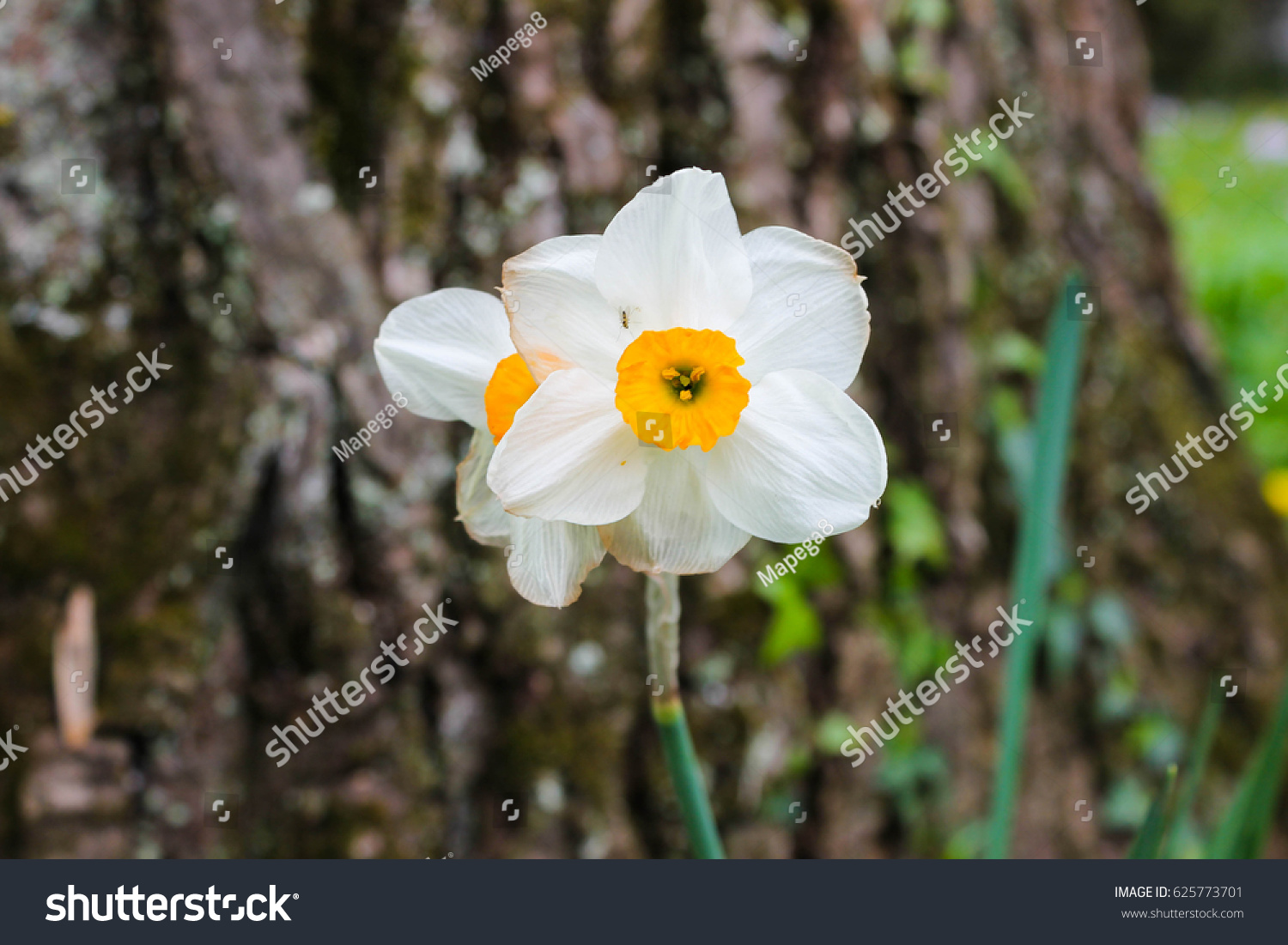 Closeup Flower 6 White Petals Yellow Stock Photo Edit Now