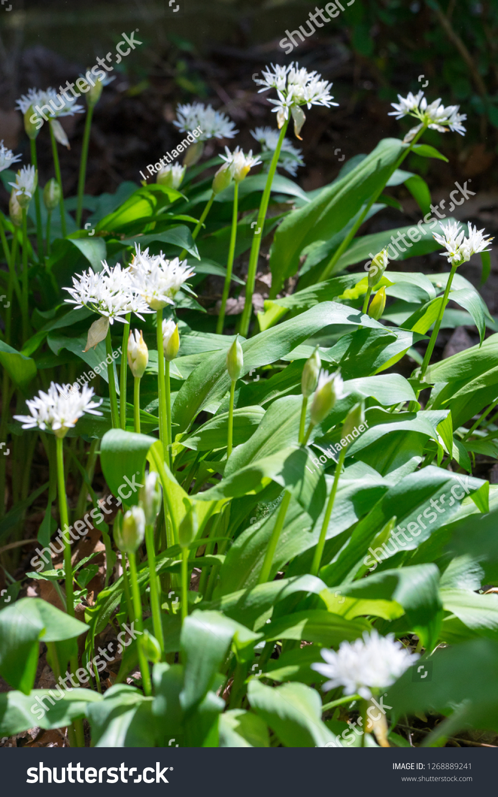 Closeup Flowering Ramsons Wild Garlic Plants Stock Photo Edit Now