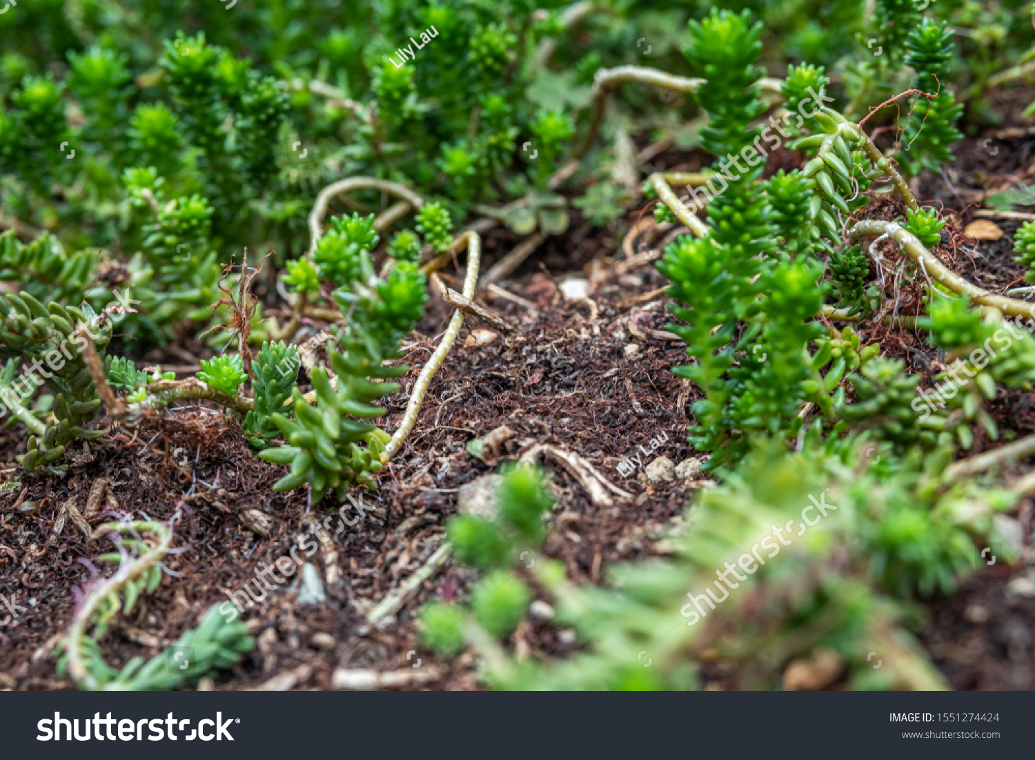 Closeup Forest Floor Small Succulent Plants Stock Photo Edit Now