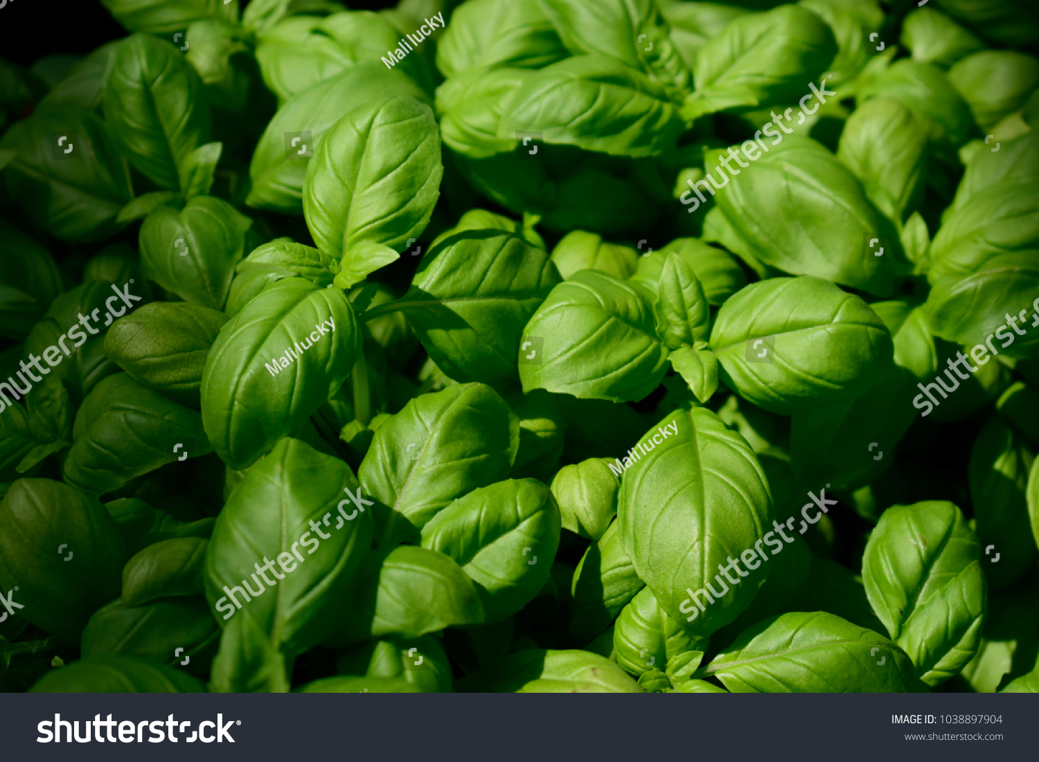 12 x Plug Plant Pack Herb Plants Basil 'Sweet Genovese'