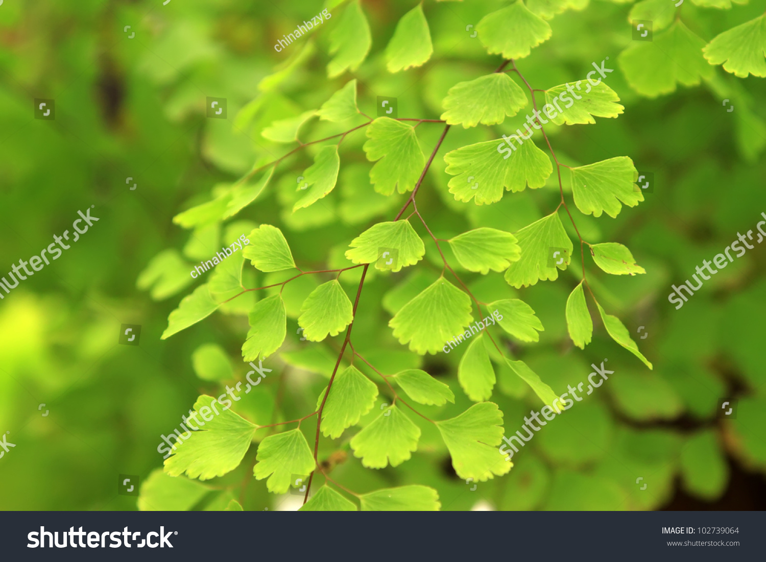 Closeup Of Maidenhair Fern, One Of The Most Common Fern Species Plants ...