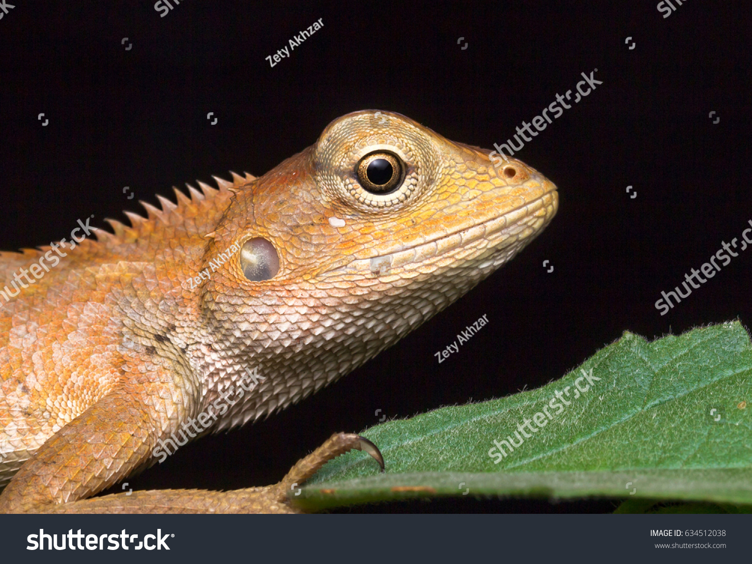closeup oriental garden lizard calotes versicolor stock