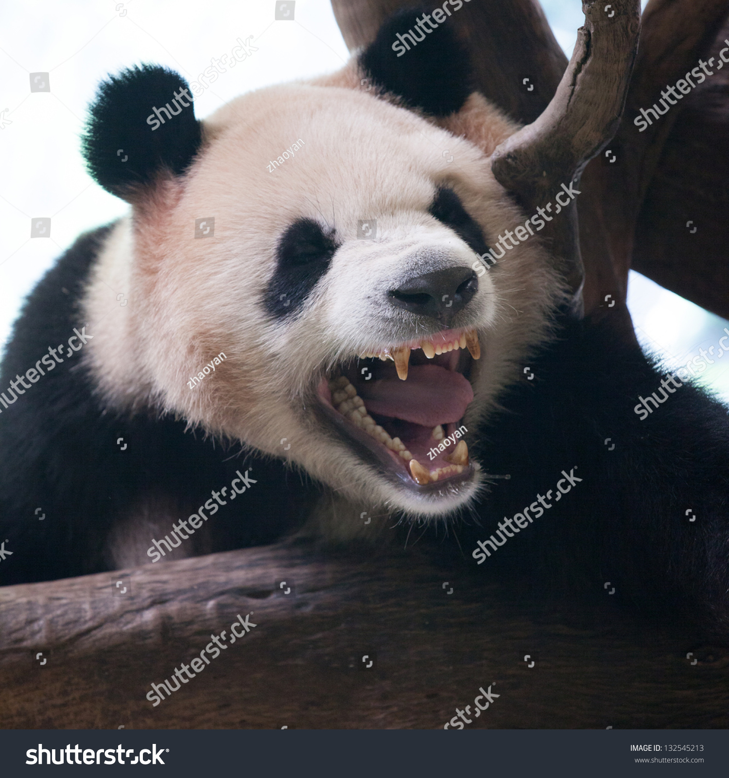 Closeup Panda Bear Roar Stock Photo 132545213 - Shutterstock