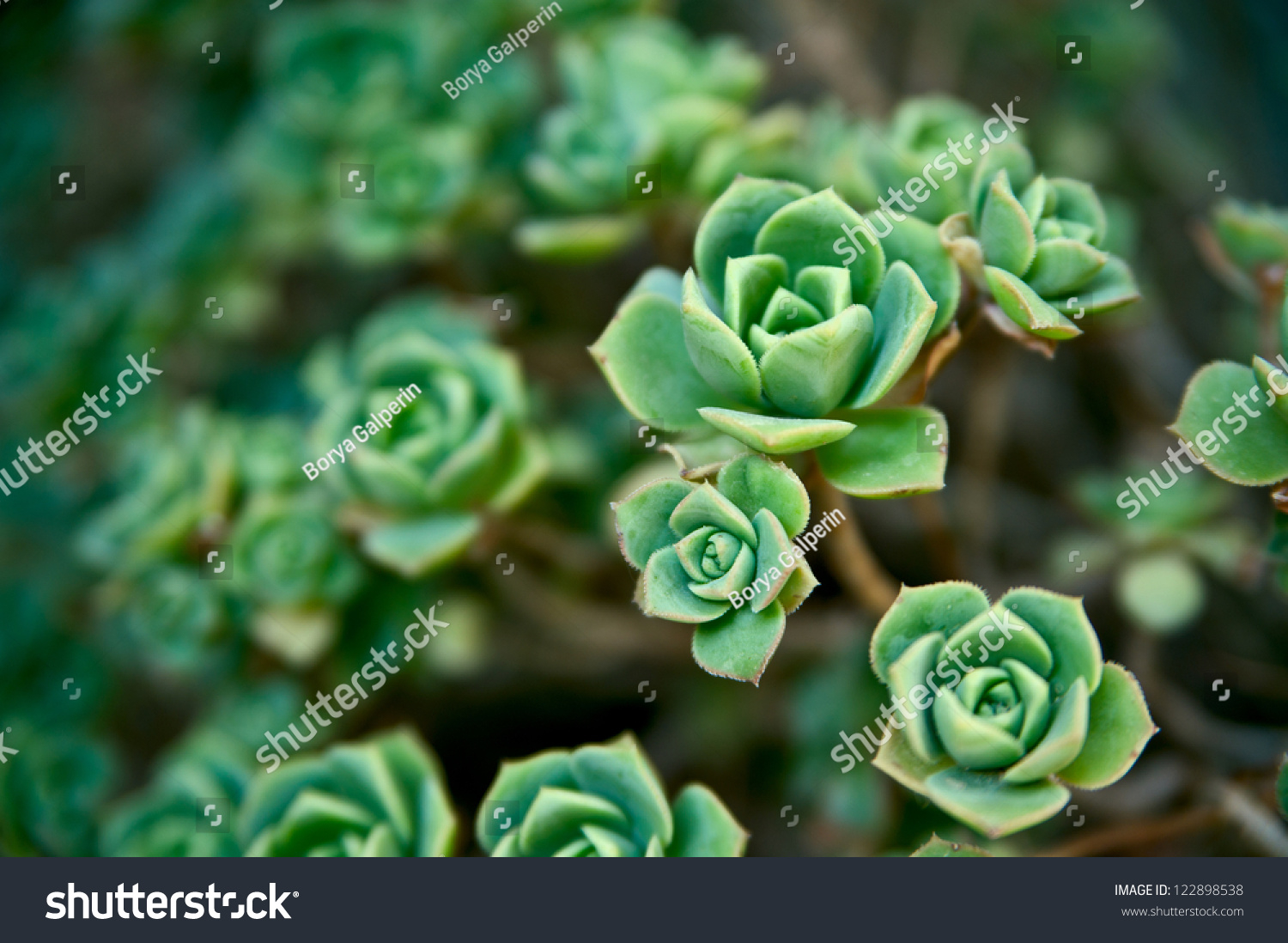 Closeup Peperomia Verticillata Belly Button Beautiful Stock Photo (Edit ...