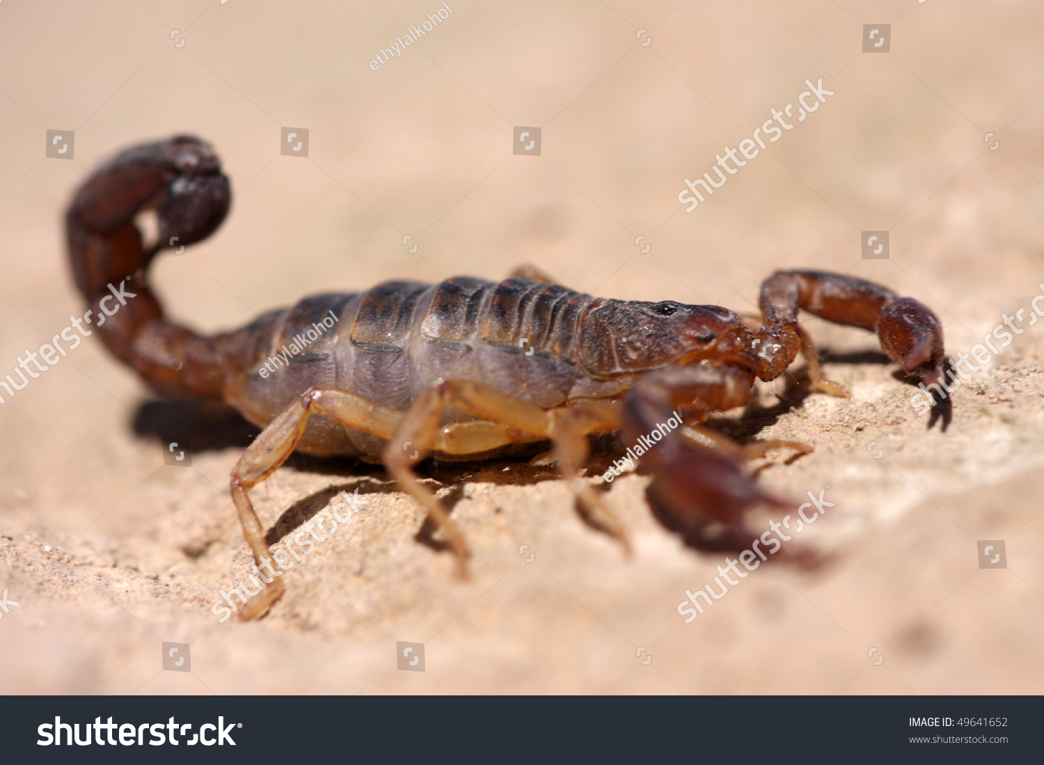 Closeup Of Peruvian Scorpion From Andes Stock Photo 49641652 : Shutterstock