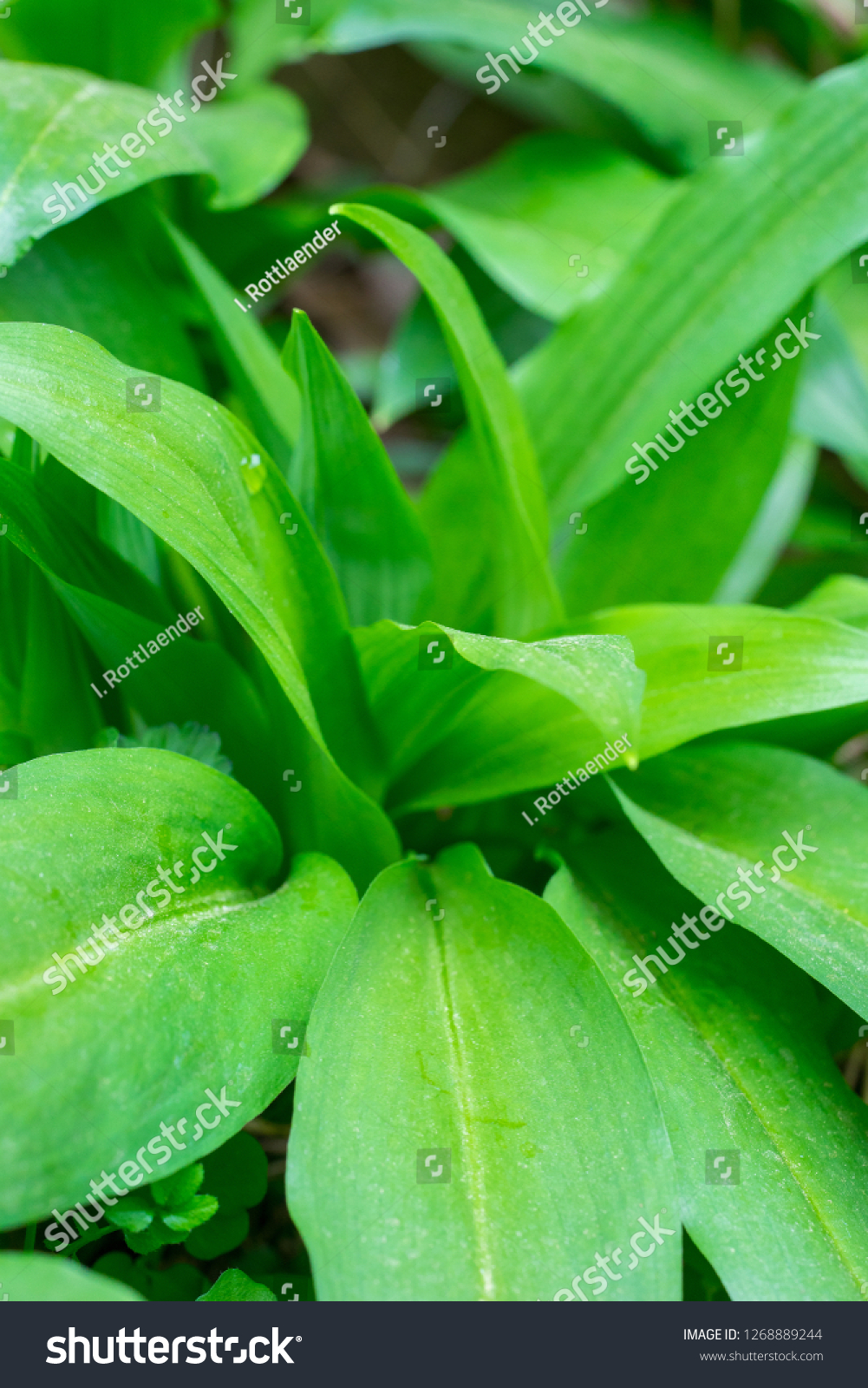 Closeup Ramsons Wild Garlic Leaves Allium Stock Photo Edit Now